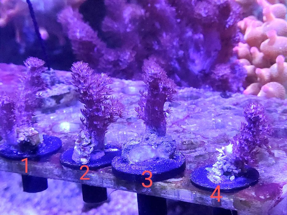 Vários frags fácil manutenção (Kenya tree, GSP, Sinularias) faço envios