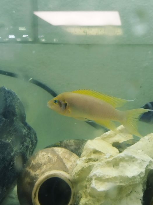 Neolamprologus daffodil tanganika 2