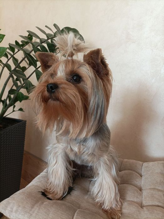 Вязка -йоркширский терьер