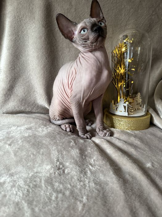 Gatinho sphynx canadiano