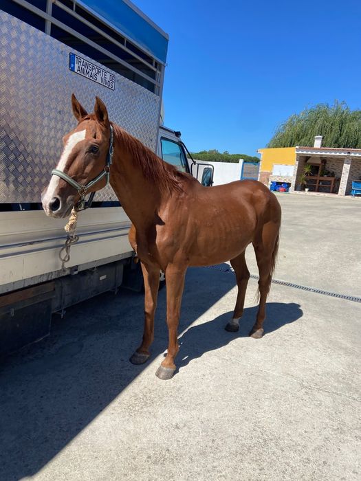 Cavalo muito manso