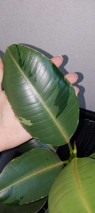 Ficus elastica pink camouflage