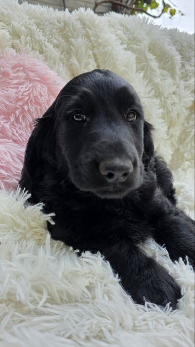Cocker spaniel angielski chlopiec piesek o cudownym charakterze
