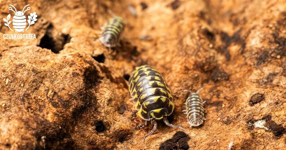 Isopody Armadillidium maculatum “Yellow Zebra”
