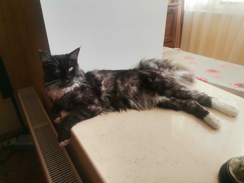 Кіт, Кот Мейн кун в'язка