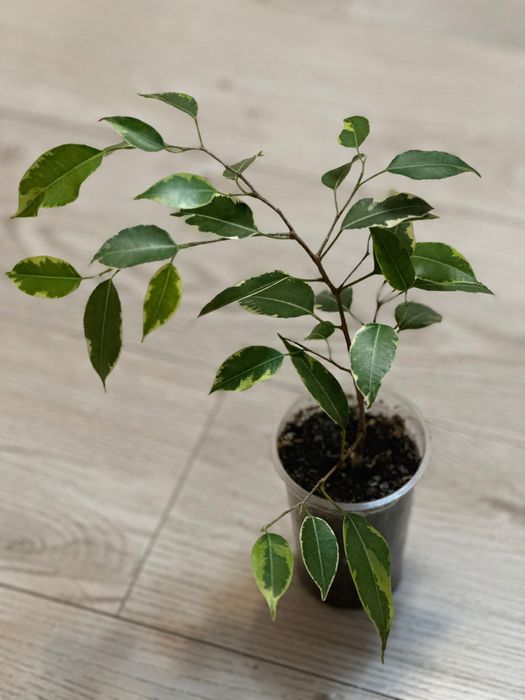 Фікус Бенджаміна варієгатний