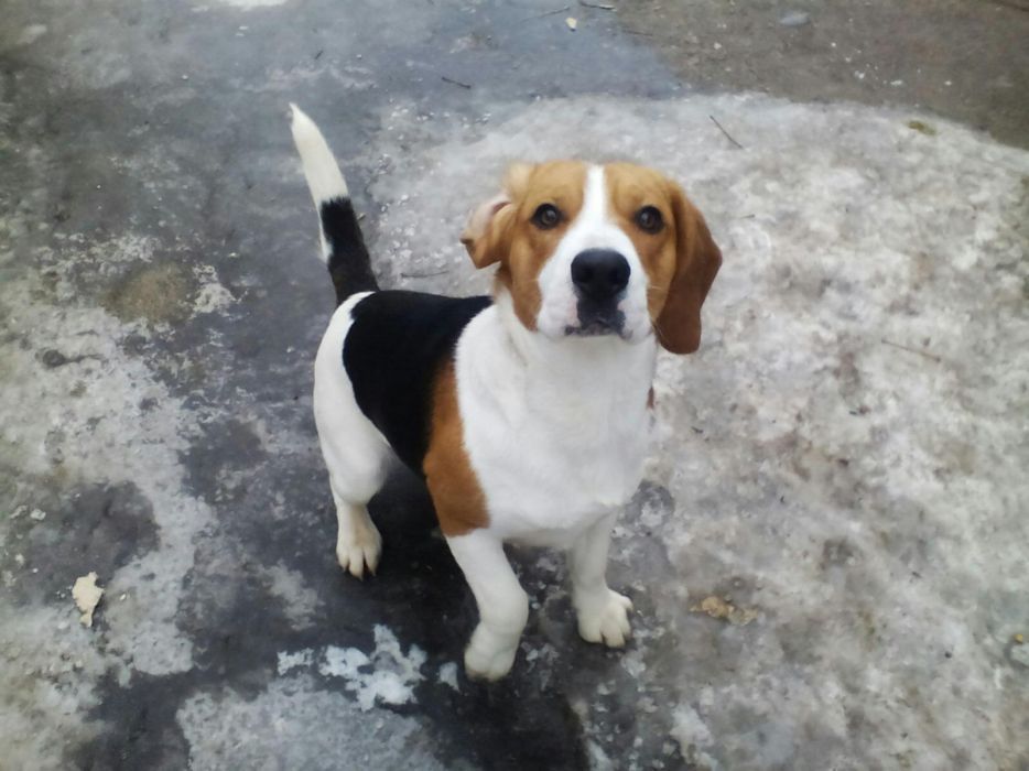 Ищу невесту! Родословный кобель