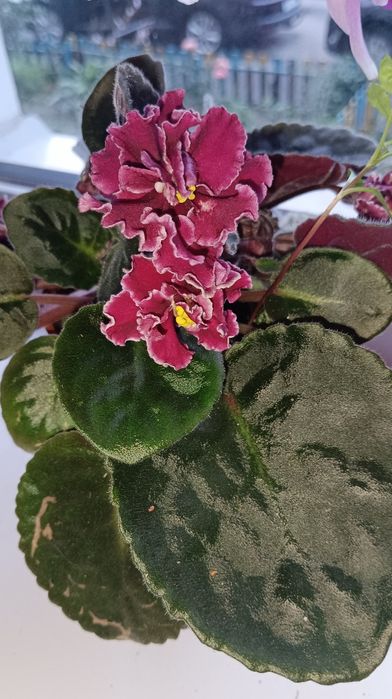 Фіалка сенполія серце матері