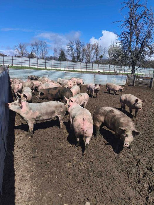 Продам свиней жива вага