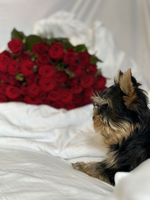 Роза ,цветы букеты опт розница