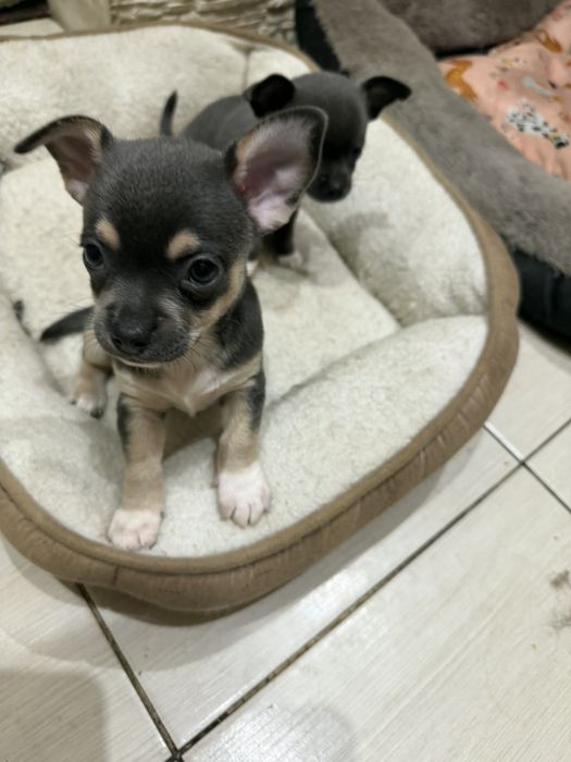 Chihuahua Szczeniaki Błękitne Chłopiec