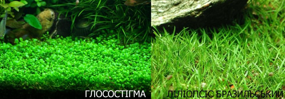 Акваріумні рослини