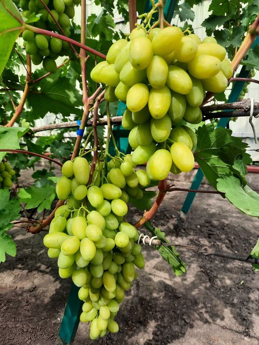 Черенки винограда