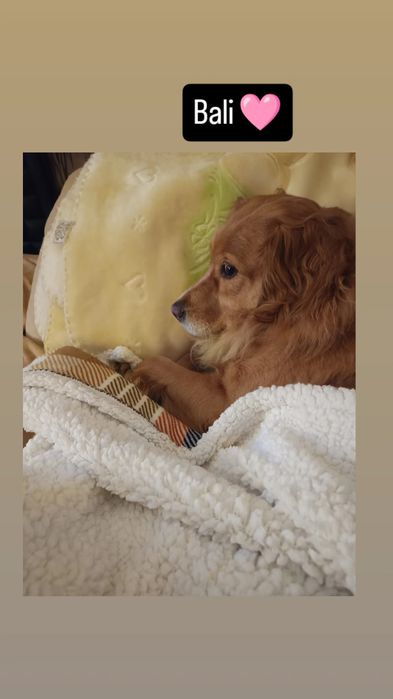 Dog Walking / Petsitting