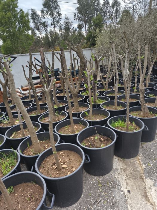 Oliveiras Adultas replantadas em vaso