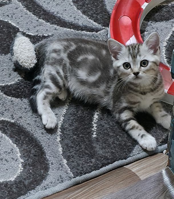 Шотландські котусики