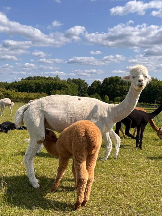 alpaka samica (Hiacynta) z cria