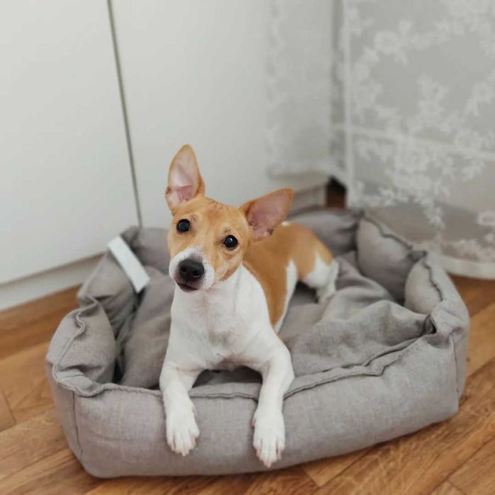 Безкоштовна доставка | Лежанка для собак, м'який лежак для собаки