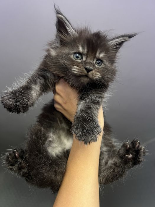 Димний хлопчик мейнкун