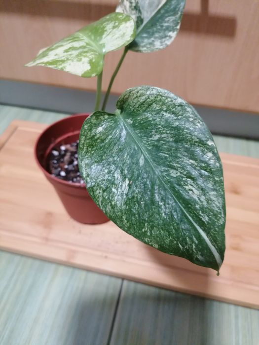 Monstera mint  przepiekna