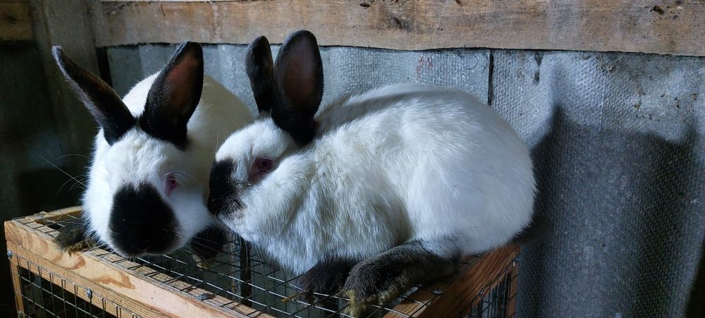 Кролі кролики на плем'я