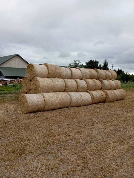 Słoma  pszenźytnia