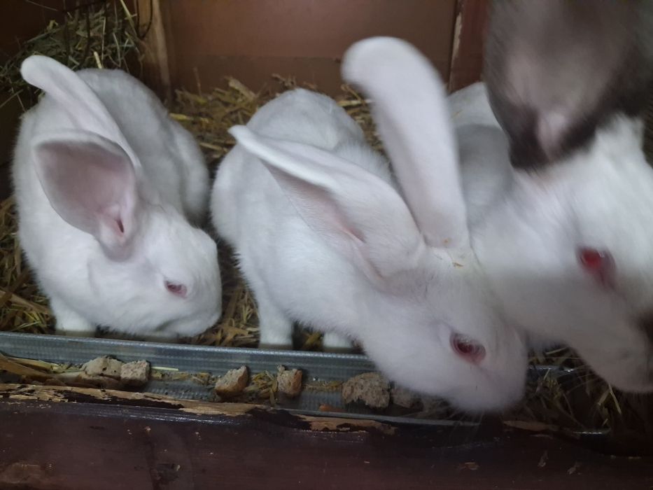 Sprzedam młode samiczki gotowe do dalszego chowu
