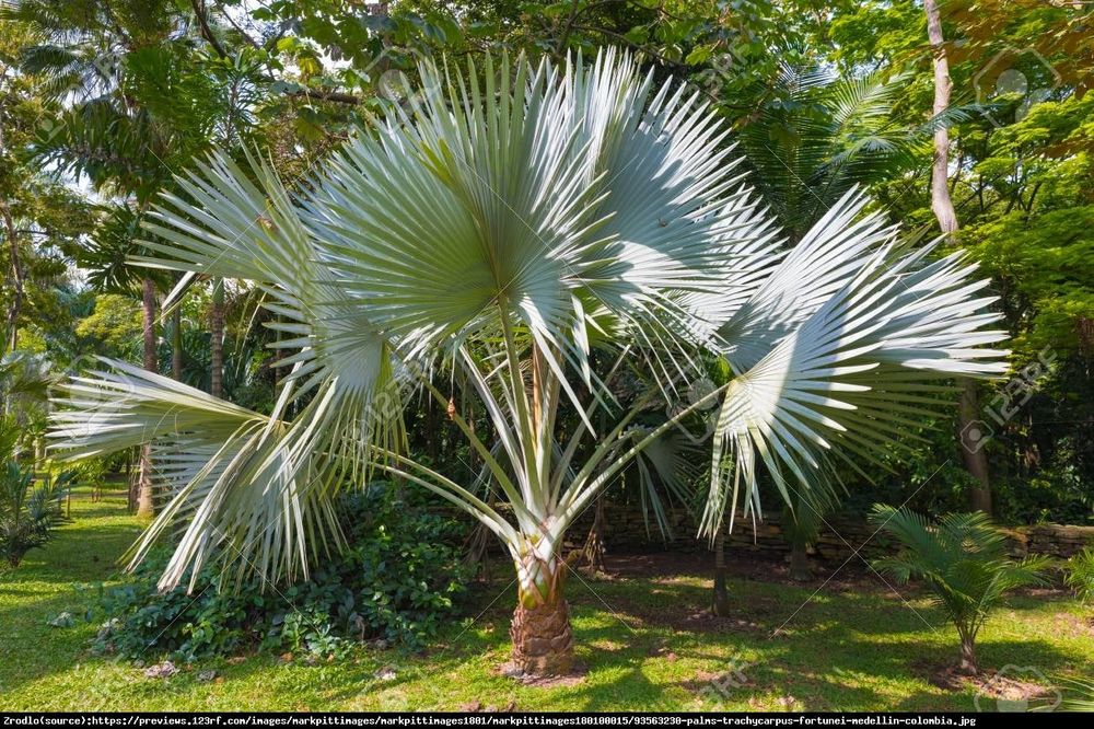 Szorstkowiec Fortunego palma mrozoodporna Trachycarpus fortunei