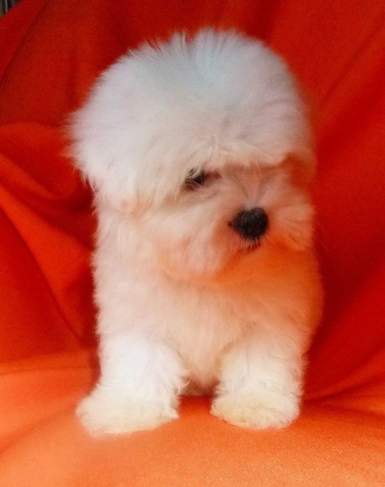 cachorro bichon maltês com qualidade