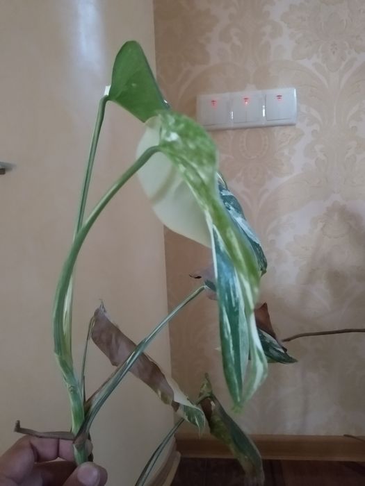 Монстера Альба верхушка