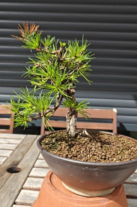 Bonsai Pinus Sylvesteris