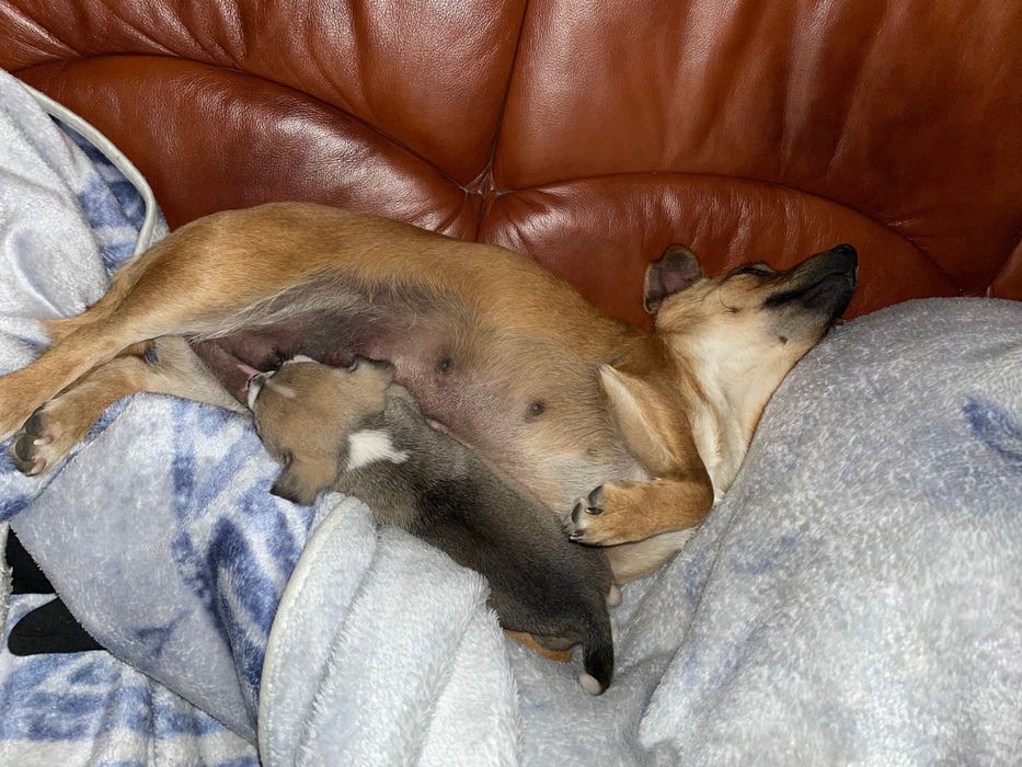 Zaginął piesek miał około 2 miesiące proszę pomóżcie mi go znaleźć.