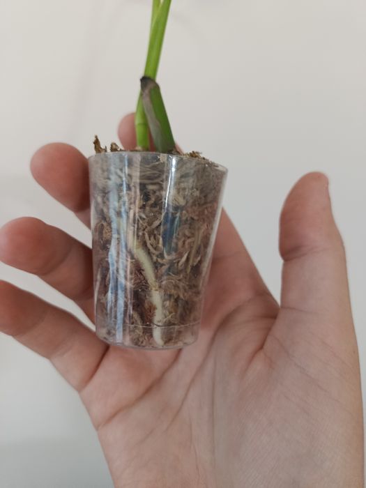 Monstera marmorata , sadzonka , dwa liście , super geny