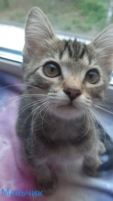 Котята ищут дом, бесплатно.