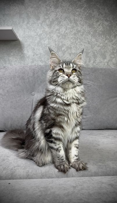 Дівчинка чорний мармур на сріблі