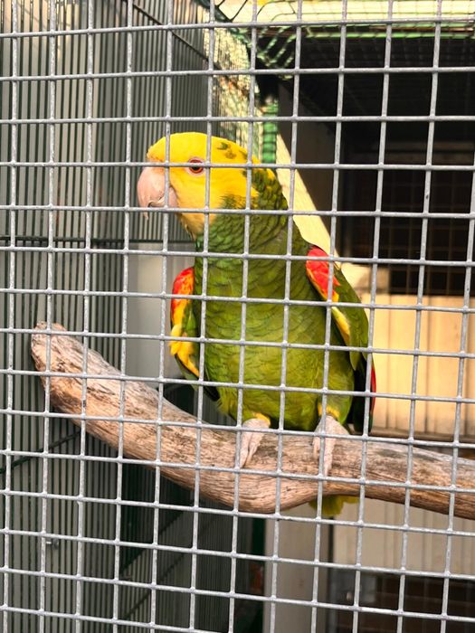 Papagaio Amazona oratrix