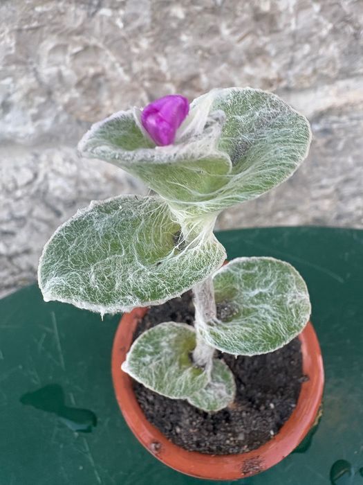 Suculentas Aptenia cordifolia (rosinha- do-sol; Graptopetalum Paraguayense;Sedeveria Letizia; Crassula Money Maker ; Planta- do -ouro etc- preço 0,50€