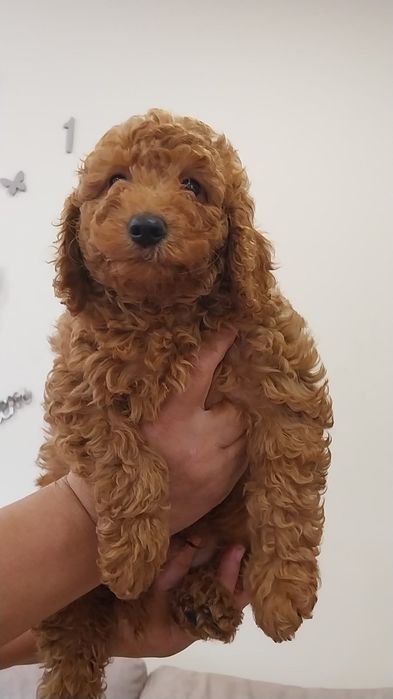Caniche vermelho