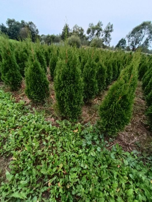 Tuja tuje thuja szmaragd 120 cm