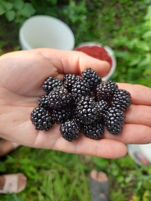 Продам саджанці ожини