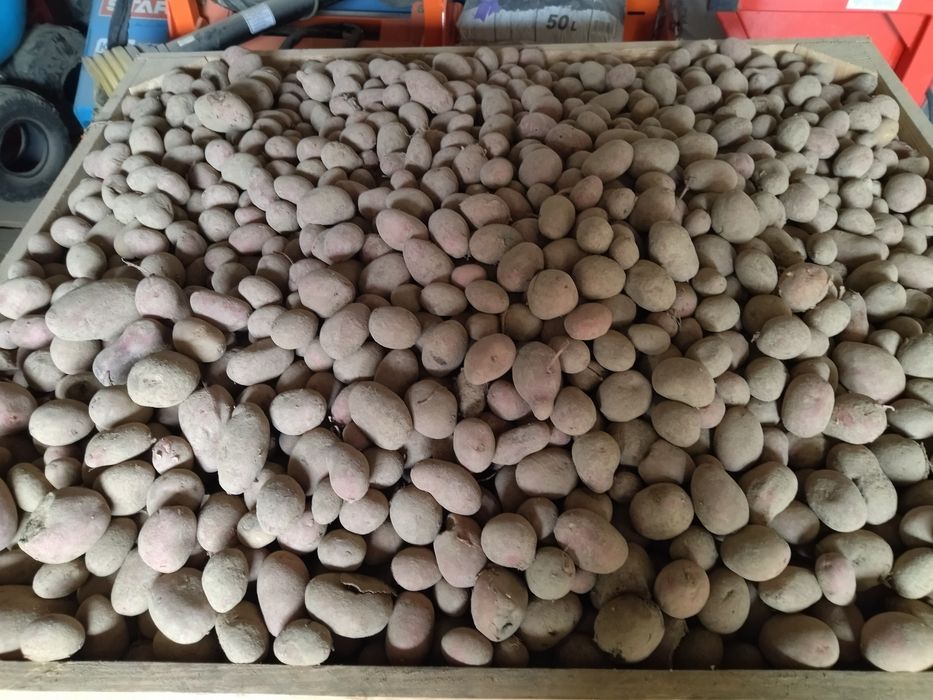Ziemniaki paszowe odpadowe