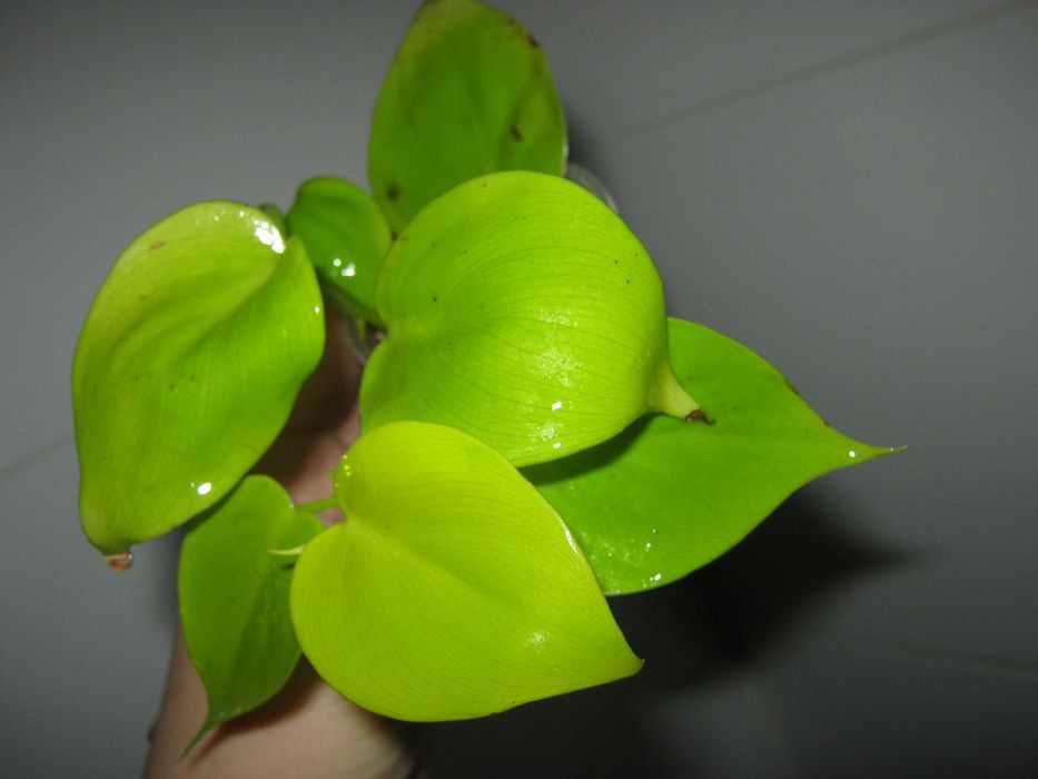 РАСПРОДАЖА все по150грн кротон филодендрон диффенбахия монстера