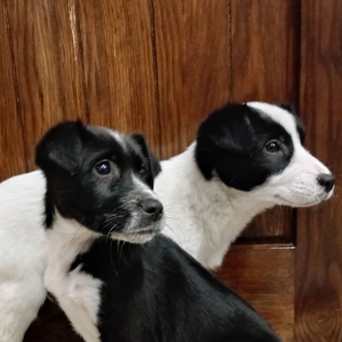 szczeniak szukaja domu