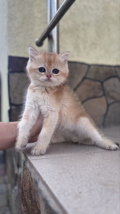 Грайливе кошенятко золотоі шиншили
