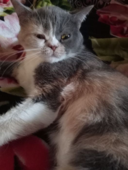 Британская кошечка