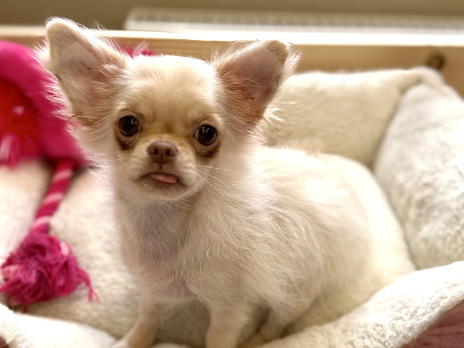 Chihuahua długowłosy chłopiec FCI
