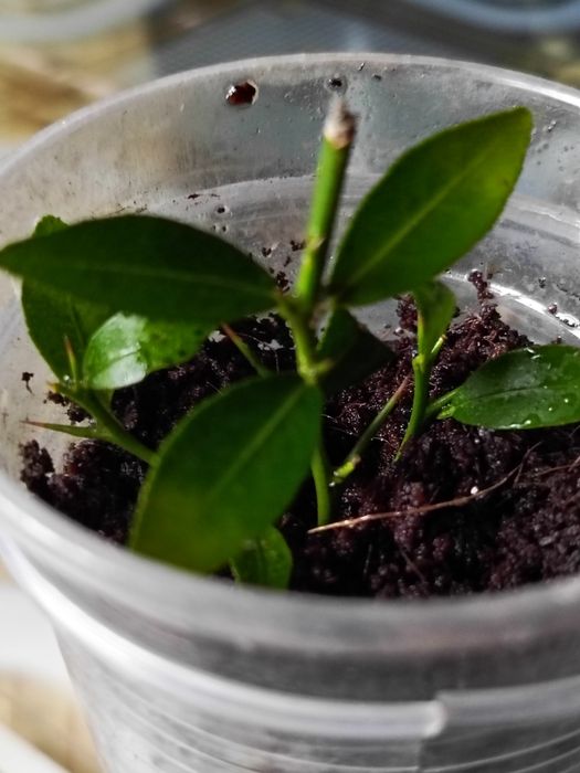 Цитрусовые укорененный черенок