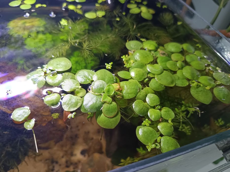 Limnobium Laevigatum pływająca  i sessiliflora