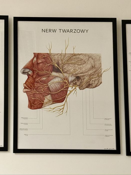 3szt. plakat anatomiczny + ramki