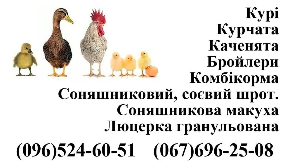 Курі, курчата, качки.: 100 грн. - Сільгосп тварини Миронівка на Olx